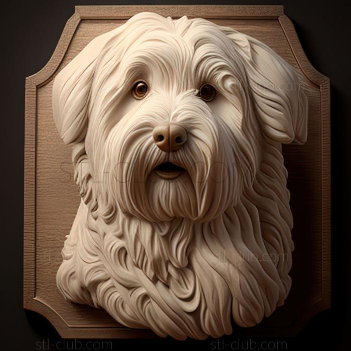 st Coton de tulear dog